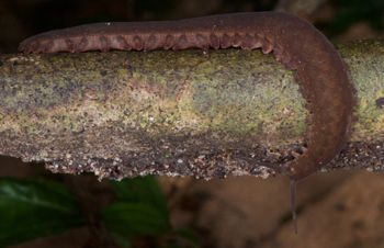 Media type: image; Invertebrate Zoology 131441
